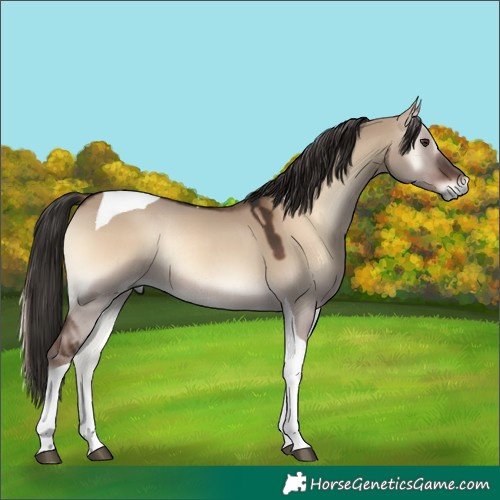 Horse Color:Liver Red Dun Onyx Tobiano Rabicano 