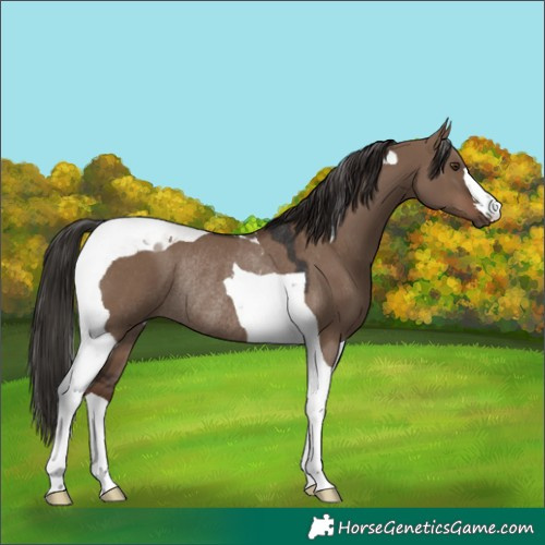 Horse Color:Liver Red Dun Tobiano Rabicano 