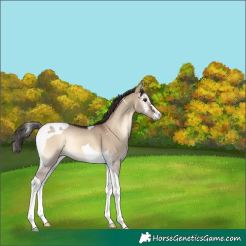 Horse Color:Liver Red Dun Onyx Tobiano Rabicano 