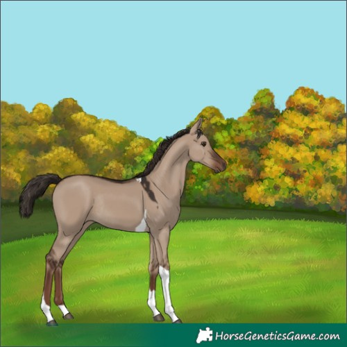 Horse Color:Liver Red Dun Tobiano Rabicano 