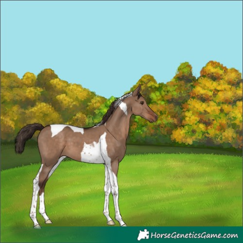 Horse Color:Liver Red Dun Tobiano 