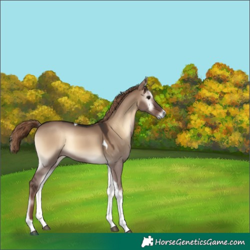 Horse Color:Liver Red Dun Onyx Tobiano Rabicano 