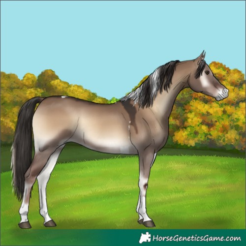 Horse Color:Liver Red Dun Onyx Tobiano Rabicano 
