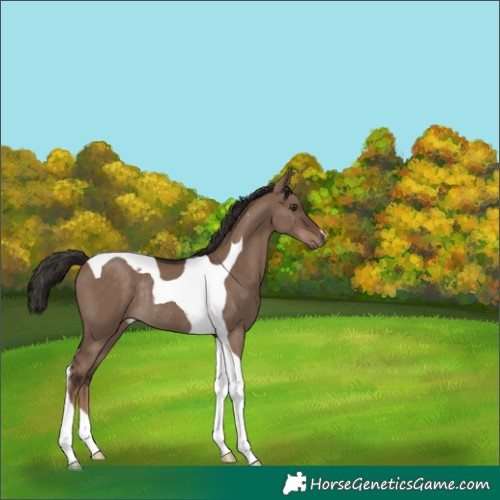 Horse Color:Liver Red Dun Tobiano Rabicano 