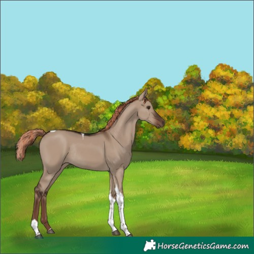 Horse Color:Liver Red Dun Tobiano Rabicano 