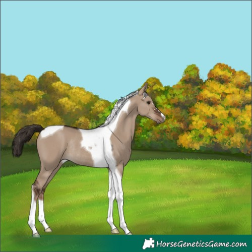 Horse Color:Liver Red Dun Tobiano Rabicano 