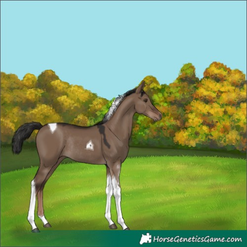 Horse Color:Liver Red Dun Tobiano Rabicano 