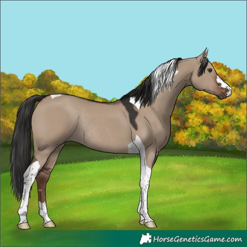 Horse Color:Liver Red Dun Tobiano Rabicano 