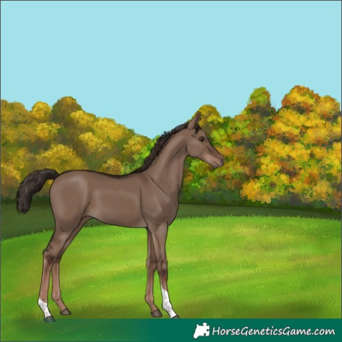 Horse Color:Liver Red Dun Tobiano Rabicano 