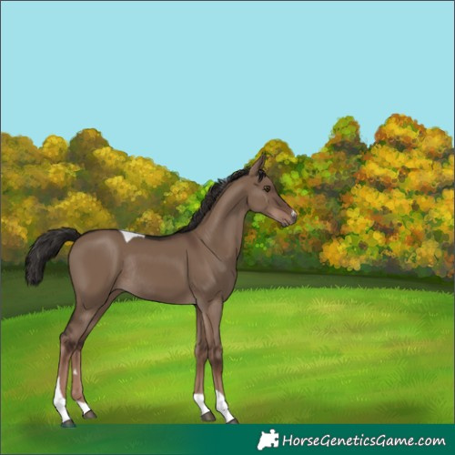 Horse Color:Liver Red Dun Tobiano Rabicano 