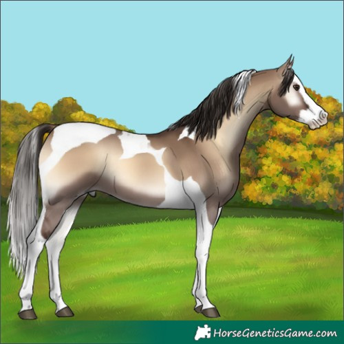 Horse Color:Liver Red Dun Onyx Splash Tobiano 