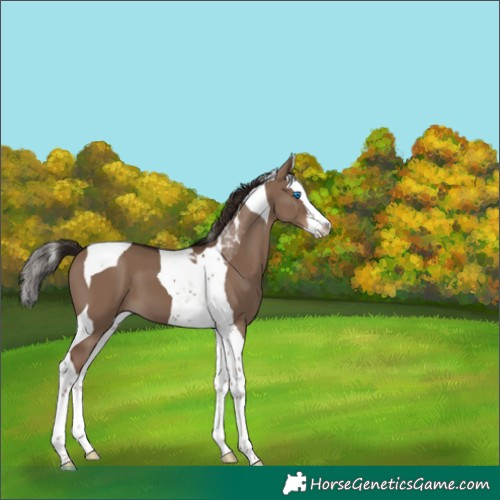 Horse Color:Liver Red Dun Splash Tobiano 