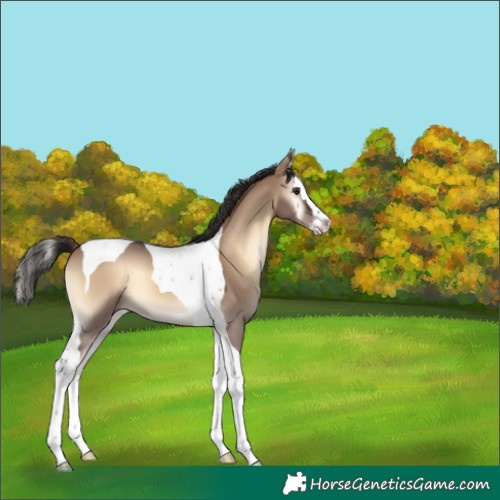 Horse Color:Liver Red Dun Onyx Splash Tobiano 