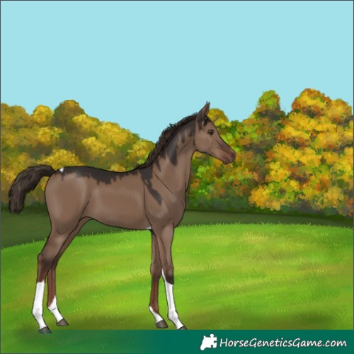 Horse Color:Liver Red Dun Tobiano 