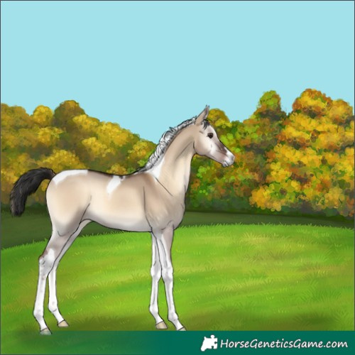 Horse Color:Liver Red Dun Onyx Tobiano Rabicano 