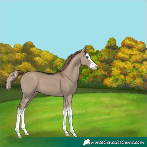 Horse Color:White Spotted Liver Red Dun Splash 