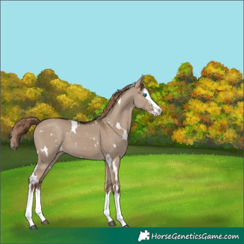 Horse Color:White Spotted Liver Red Dun Splash 