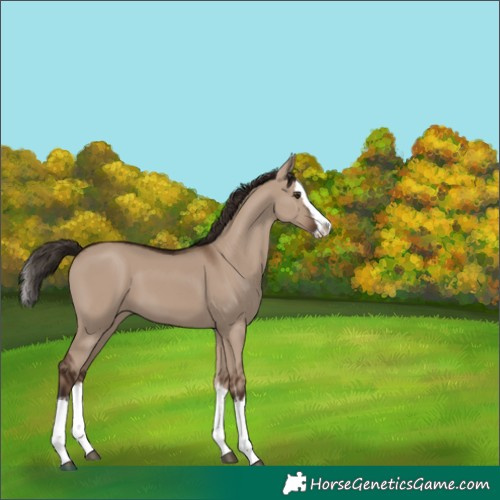 Horse Color:White Spotted Liver Red Dun Splash 