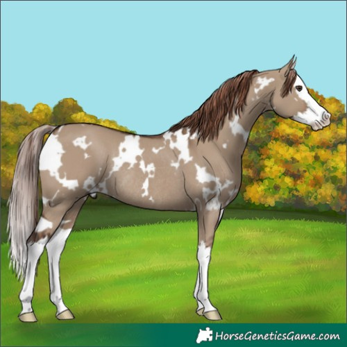 Horse Color:White Spotted Liver Red Dun Splash Rabicano 