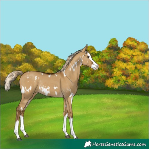 Horse Color:White Spotted Chocolate Palomino Dun Splash Rabicano 