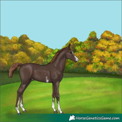 Horse Color:Liver Chestnut Sabino 
