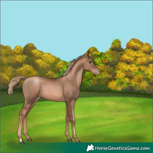 Horse Color:Liver Chestnut Pearl Rabicano 