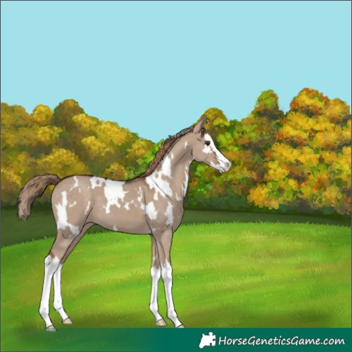 Horse Color:White Spotted Liver Red Dun Splash 