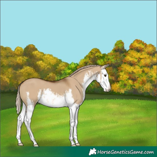 Horse Color:White Spotted Chocolate Palomino Dun Splash 