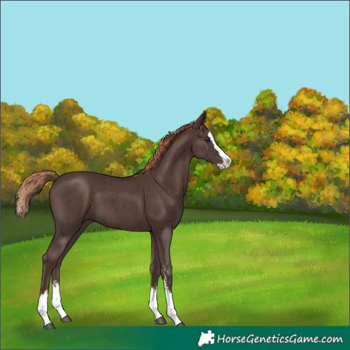 Horse Color:Liver Chestnut Sabino Splash 