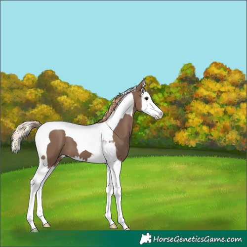 Horse Color:White Spotted Liver Red Dun Splash Tobiano 