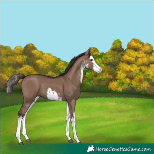 Horse Color:White Spotted Liver Red Dun Splash 