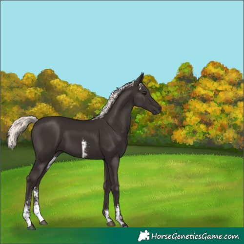 Horse Color:Liver Chestnut Mushroom Sabino 