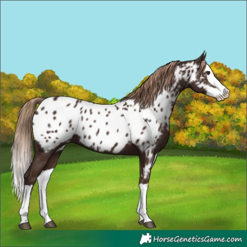 Horse Color:Liver Chestnut Splash Appaloosa 