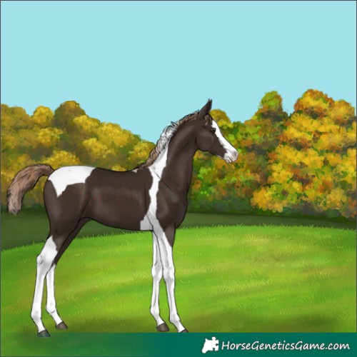 Horse Color:Liver Chestnut Splash Tobiano 