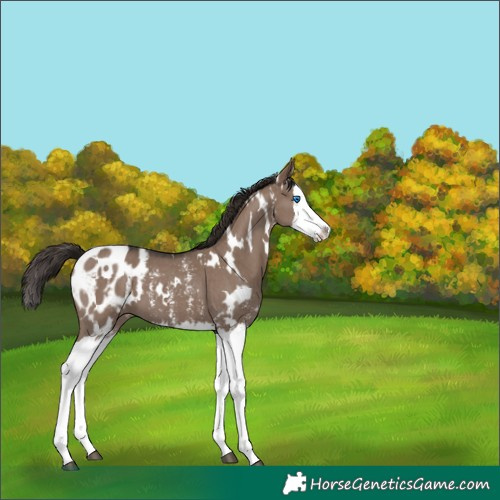 Horse Color:White Spotted Liver Red Dun Sabino Splash Appaloosa 