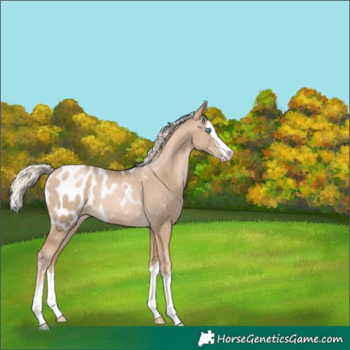 Horse Color:Chocolate Palomino Pearl Splash Appaloosa 