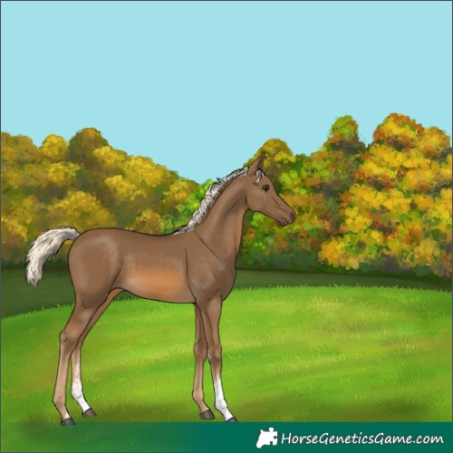 Horse Color:Chocolate Palomino Sabino 