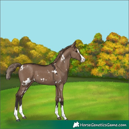 Horse Color:White Spotted Liver Red Dun Splash 