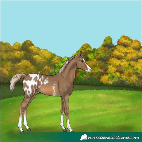 Horse Color:Chocolate Palomino Sabino Splash Appaloosa 