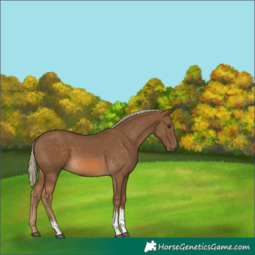 Horse Color:Chocolate Palomino Tobiano 