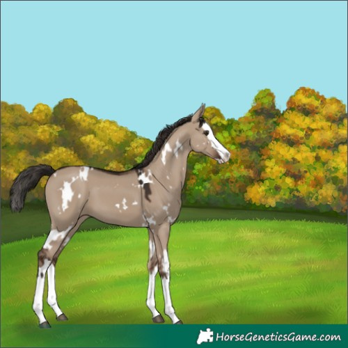 Horse Color:White Spotted Liver Red Dun Splash 