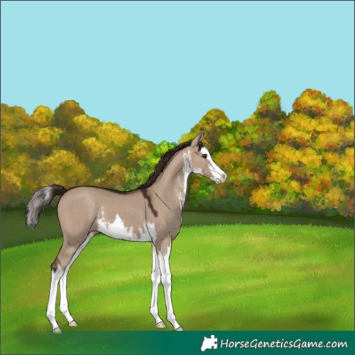 Horse Color:White Spotted Liver Red Dun Splash 