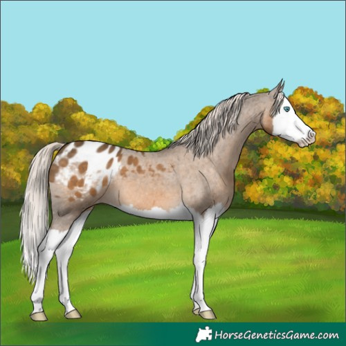 Horse Color:Chocolate Palomino Splash Appaloosa 