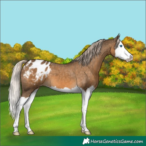 Horse Color:Chocolate Palomino Splash Appaloosa 