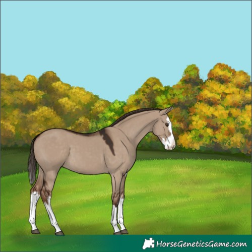 Horse Color:White Spotted Liver Red Dun Splash 