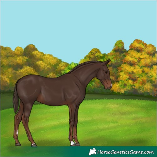 Horse Color:Liver Chestnut 