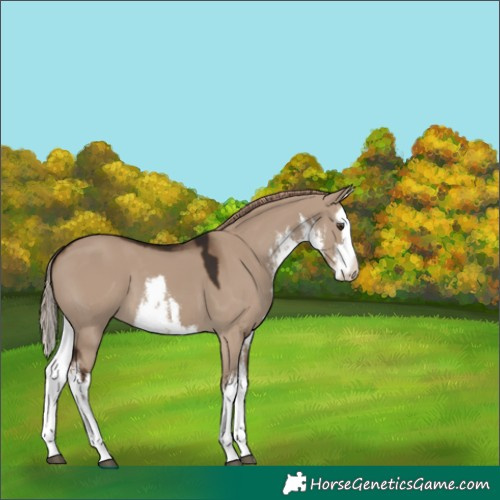 Horse Color:White Spotted Liver Red Dun Splash 