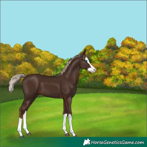Horse Color:Liver Chestnut Splash 