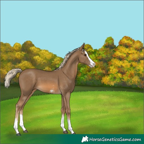 Horse Color:Chocolate Palomino Sabino Splash 