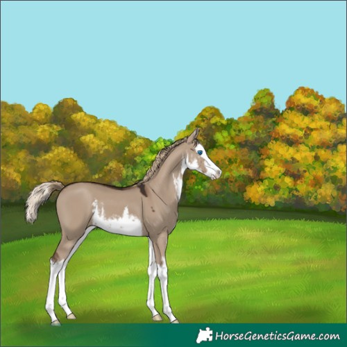 Horse Color:White Spotted Liver Red Dun Splash 